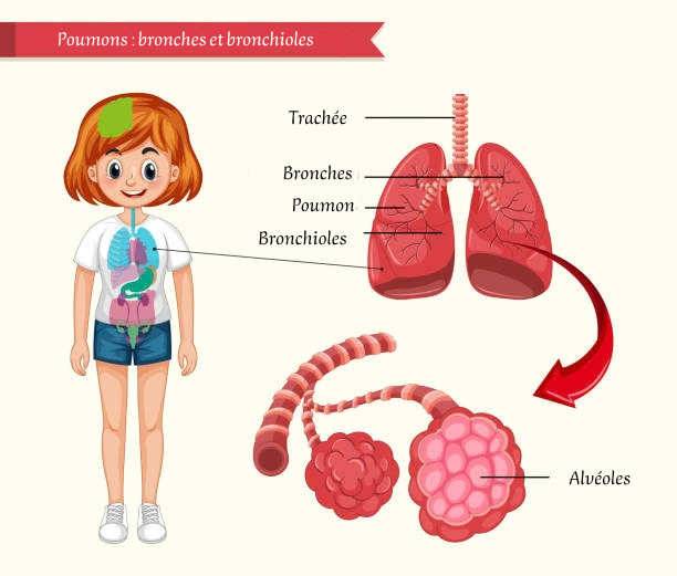 bronches et bronchioles 1